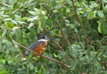 Ringed Kingfisher, male